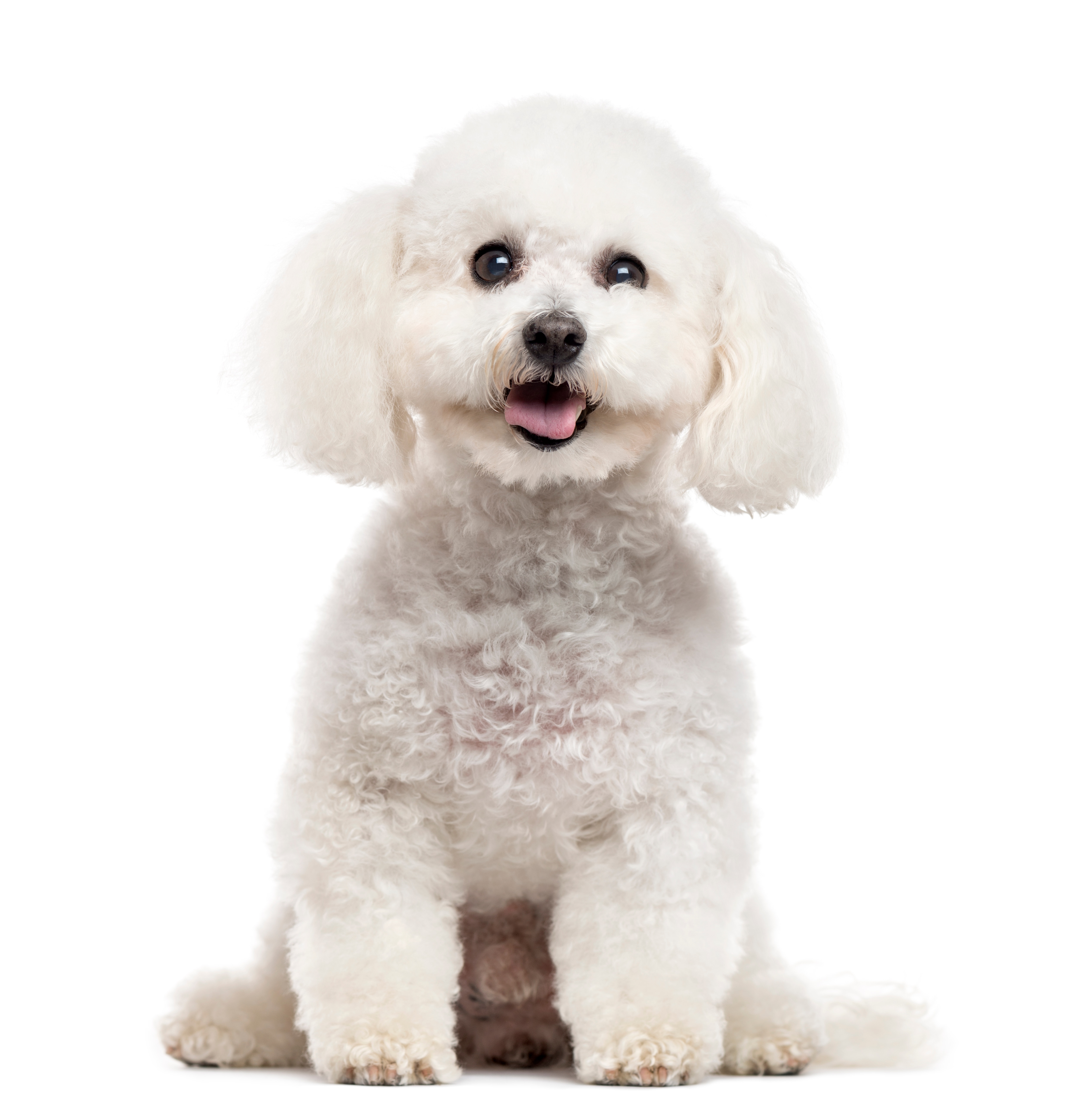 Adopt a shops bichon frise